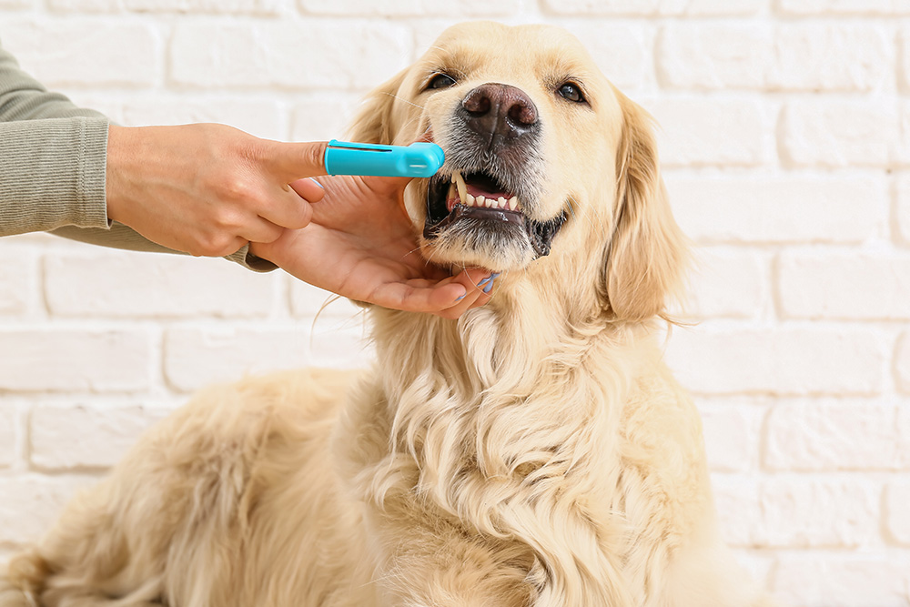 adopted dog having dental care