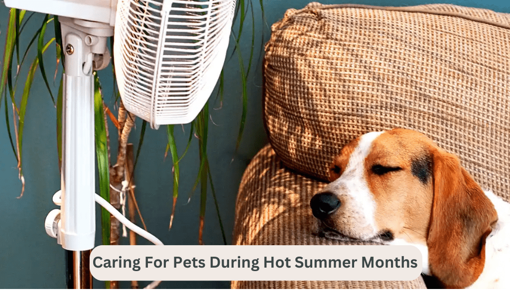 Caring for Pets During the Hot Summer