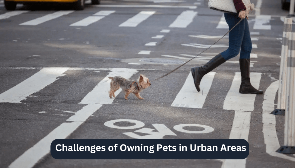 Challenges of Owning Pets in Urban Areas