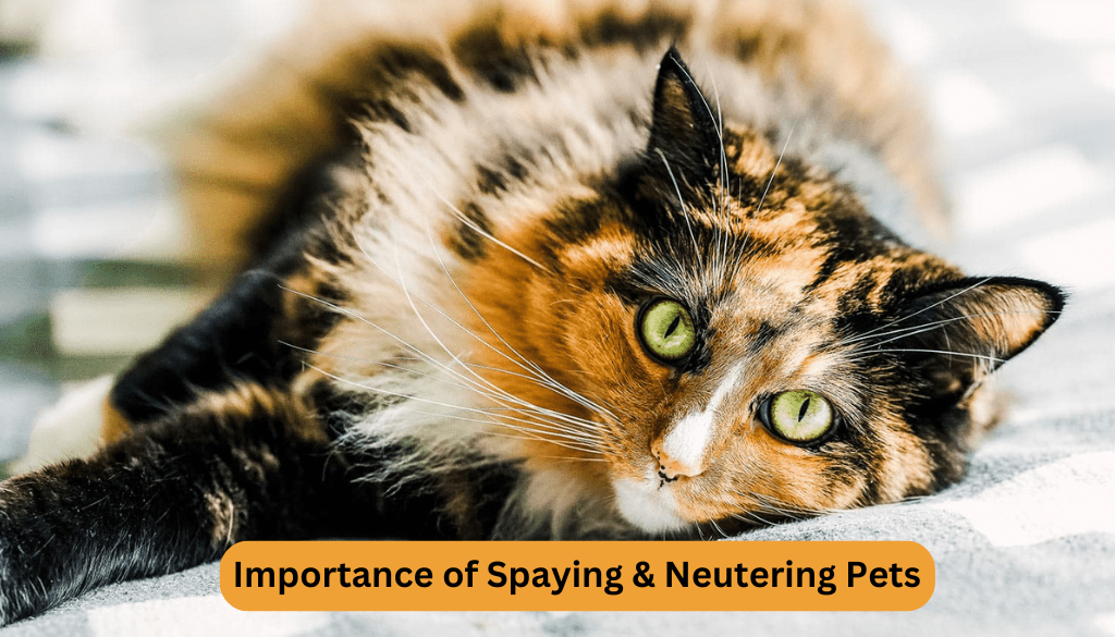 Spaying and Neutering pets