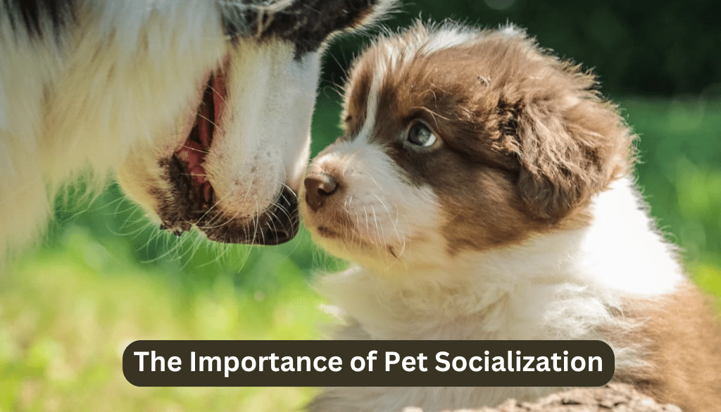 Importance of pet socialization