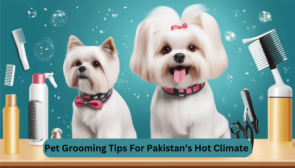Pet grooming tips for Pakistan's hot climate