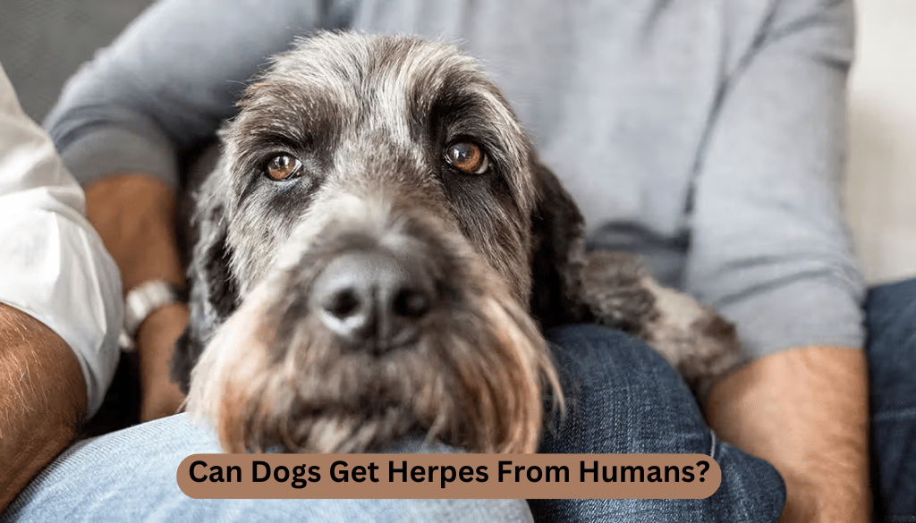 Can Dogs Get Herpes from Humans