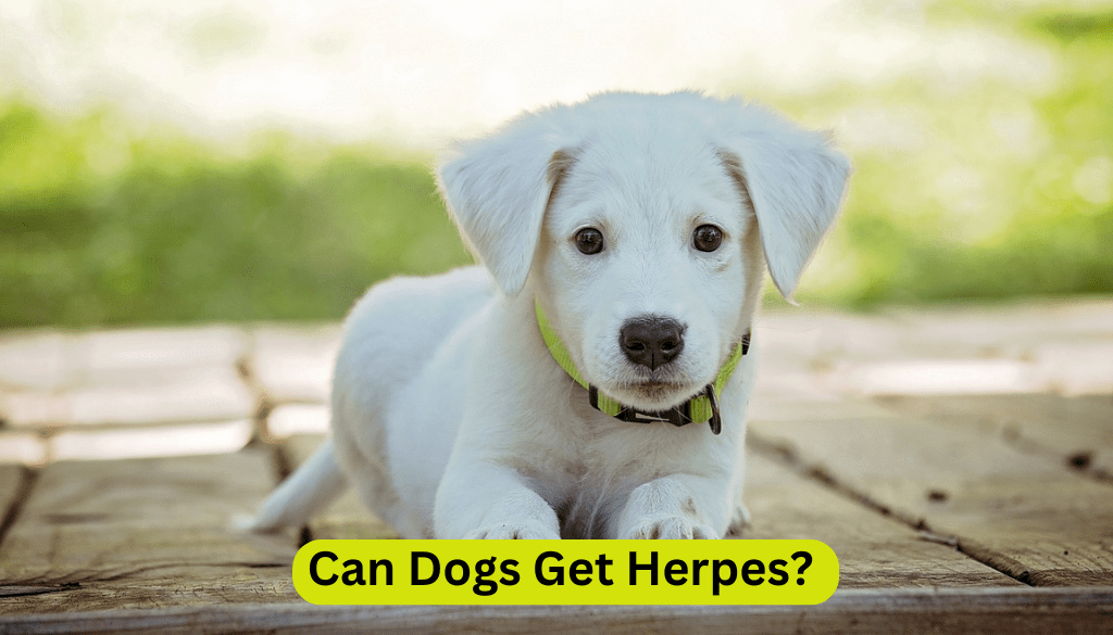 Can Dogs Get Herpes?