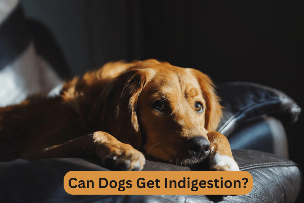 Can Dogs Get Indigestion?