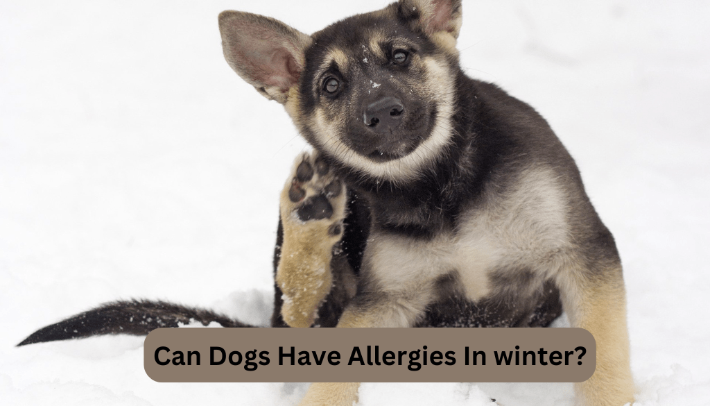 Winter allergies in dogs