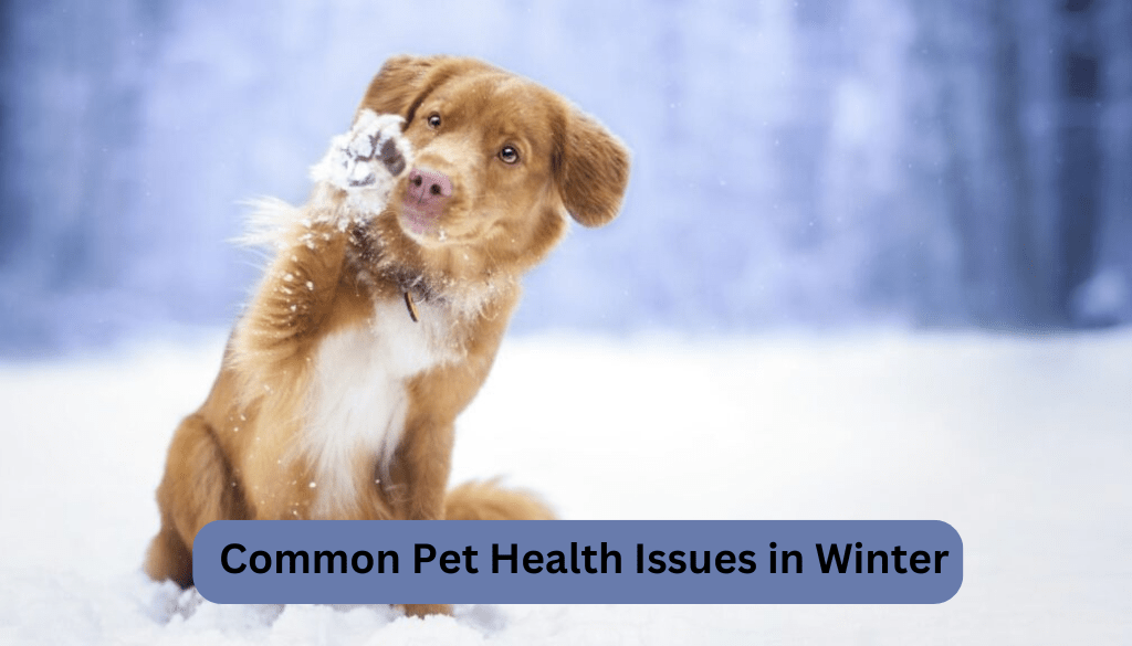 Common pet health issues in winter