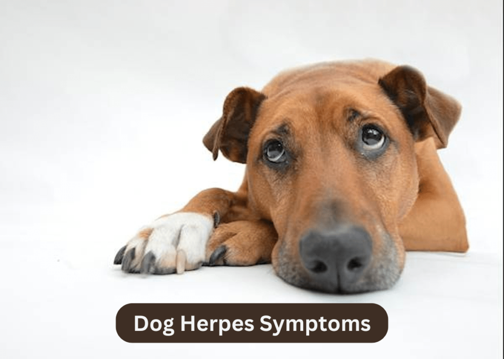 Dog herpes symptoms