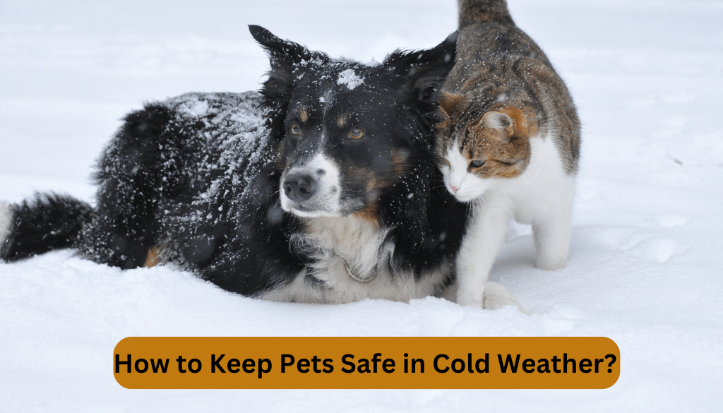 How to Keep Pets Safe in Cold Weather