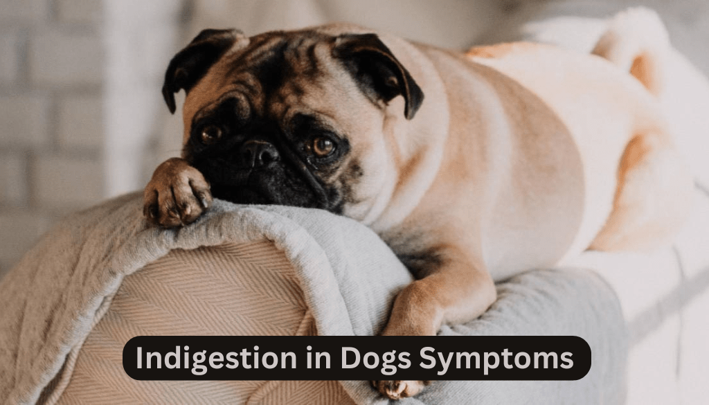 Indigestion in Dogs Symptoms