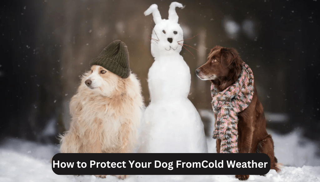 how to protect your dog from cold weather