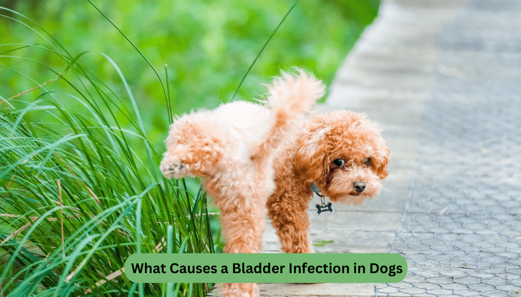 What Causes a Bladder Infection in Dogs