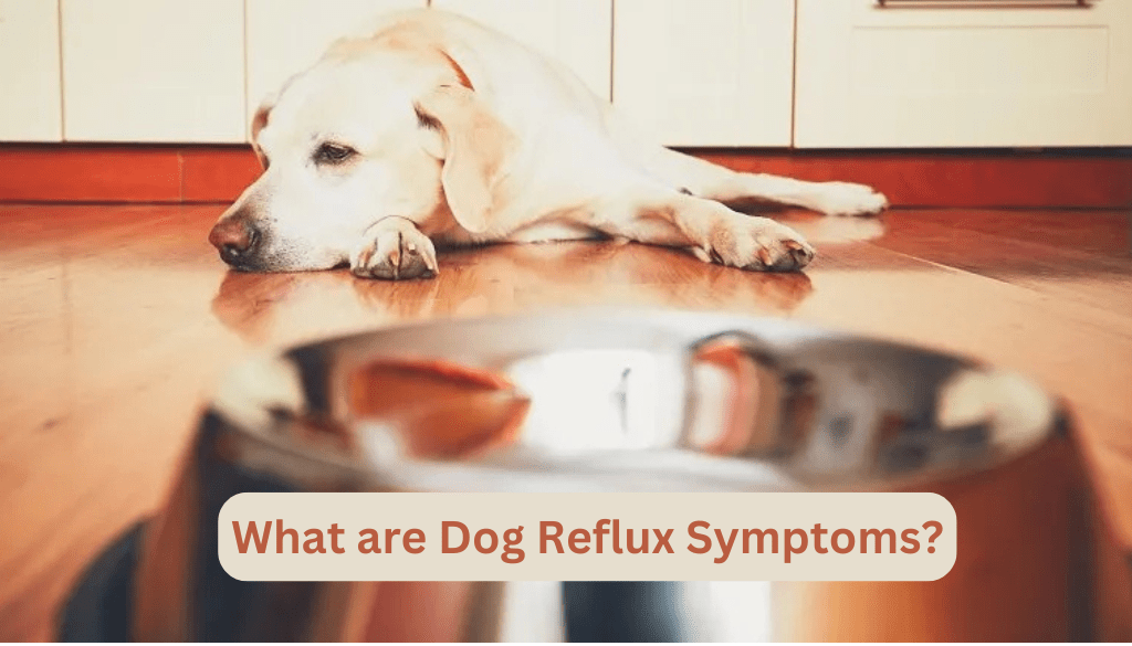 What Are Dog Reflux Symptoms?