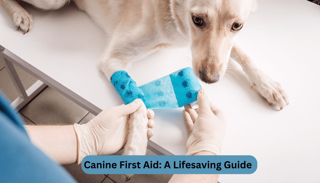 Canine first aid