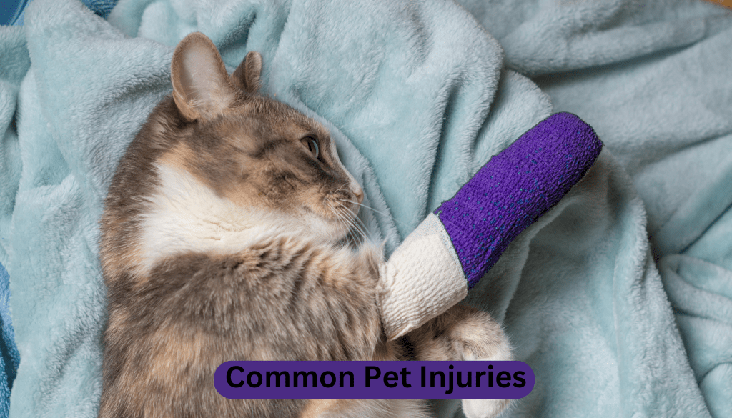 Common pet injuries