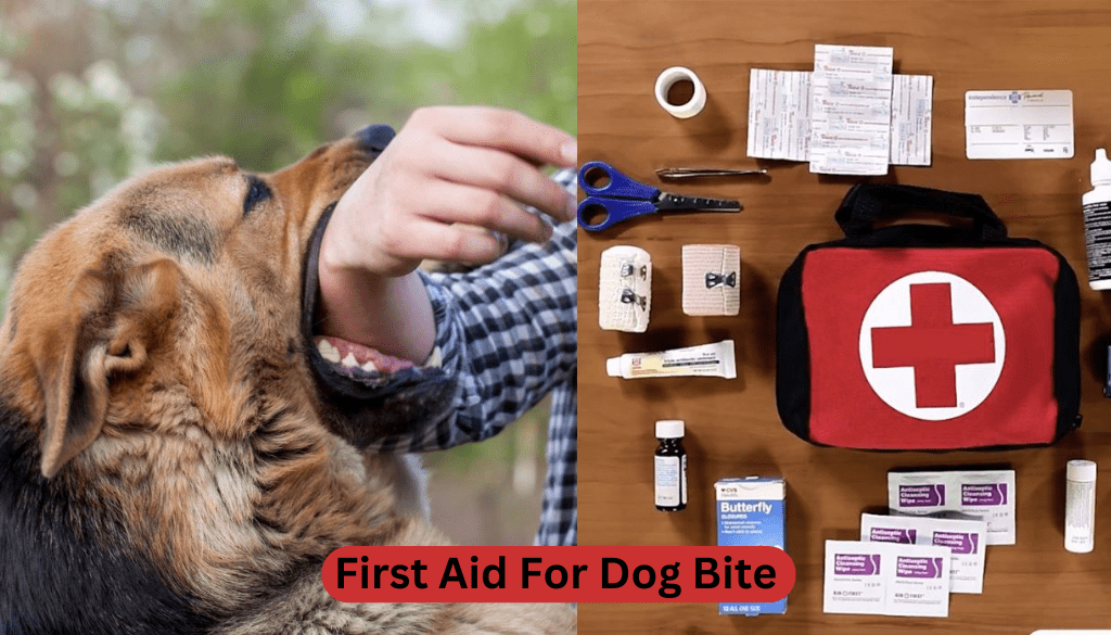 First aid for dog bite