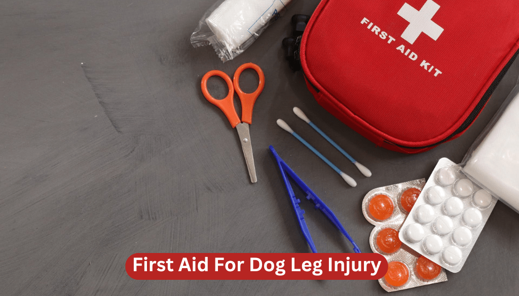 First Aid For Dog Leg Injury