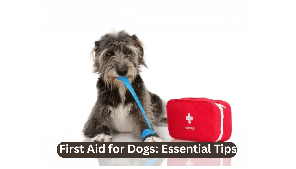 First aid for dogs