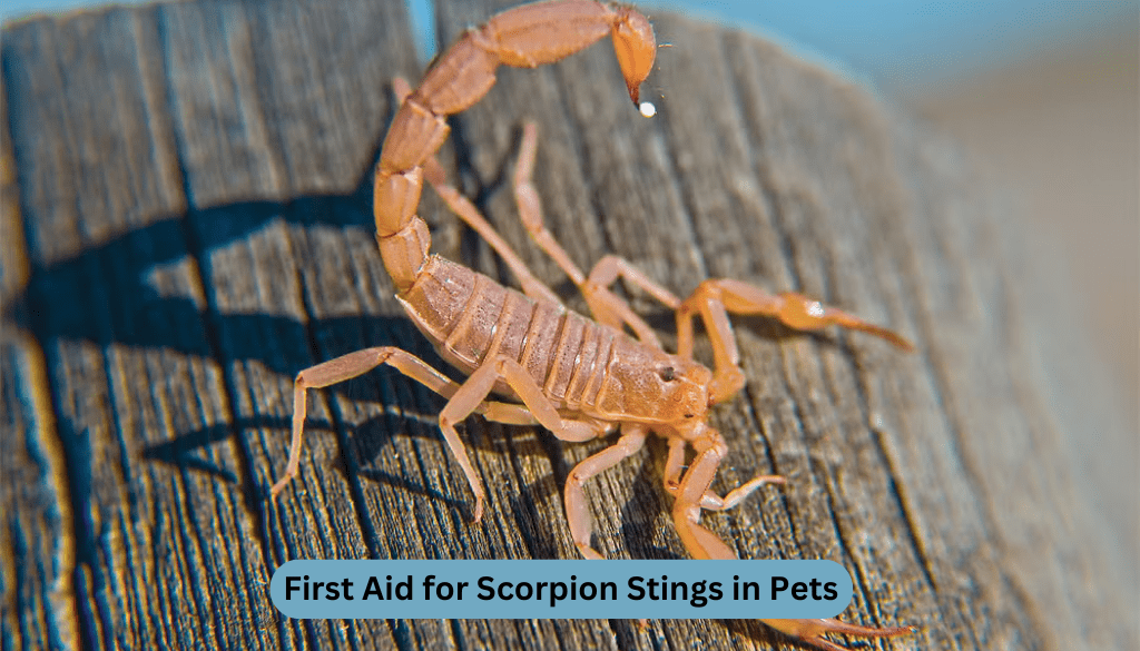 First Aid for Scorpion Stings in Pets