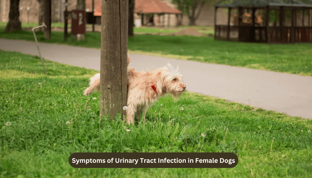Symptoms of Urinary Tract Infection in Female Dogs