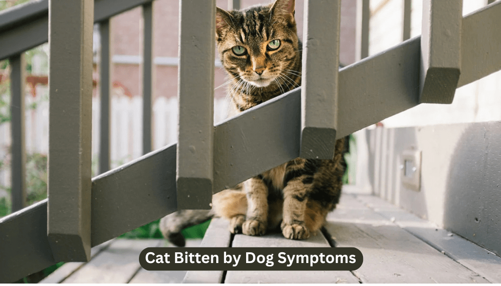 Cat Bitten by Dog Symptoms