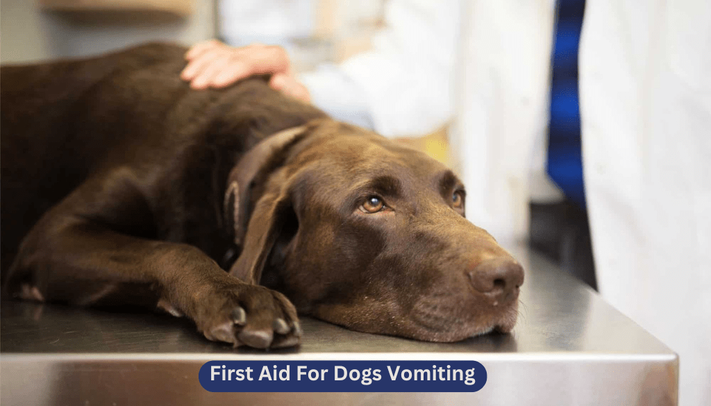 First Aid for Dogs Vomiting