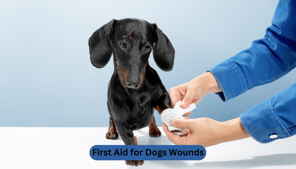 First Aid for Dogs Wounds