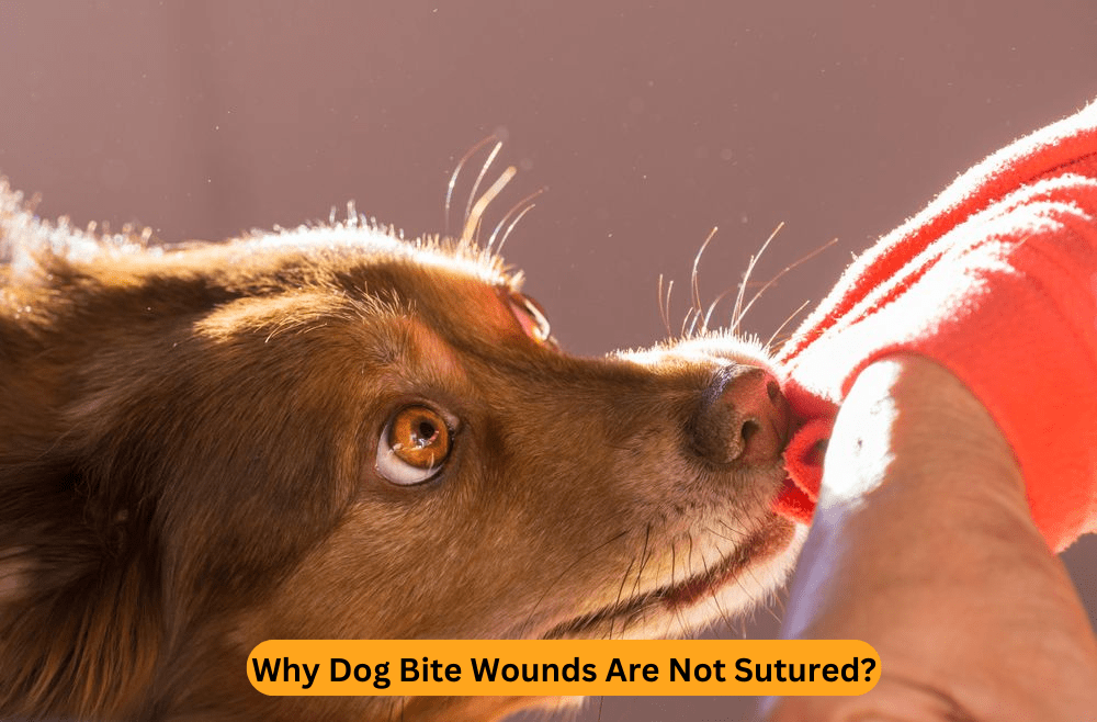 Why Dog Bite Wounds Are Not Sutured?