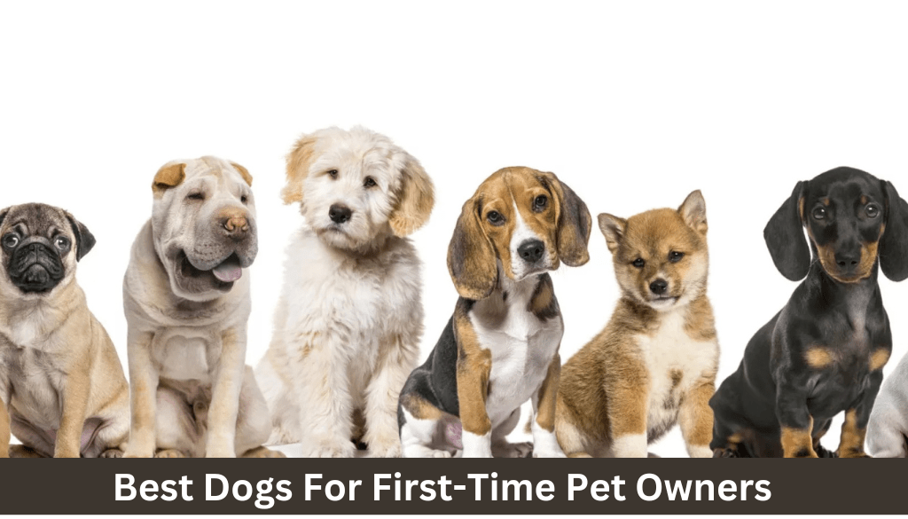 Best Dogs For First-Time Pet Owners