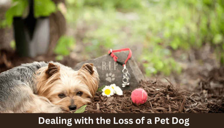 Dealing with the Loss of a Pet Dog