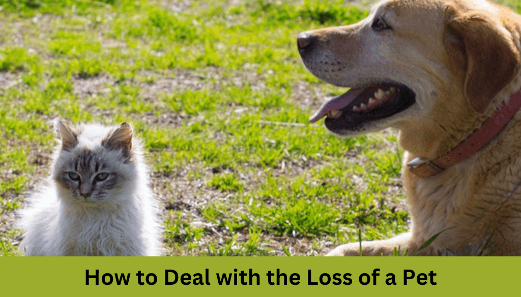 How to Deal with the Loss of a Pet