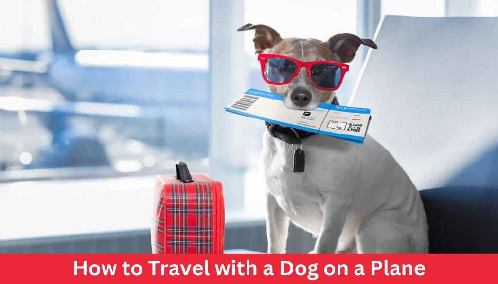 How to Travel with a Dog on a Plane