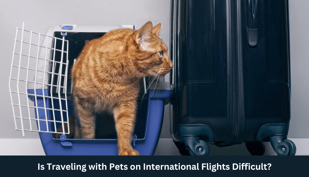 Is Traveling with Pets on International Flights Difficult?
