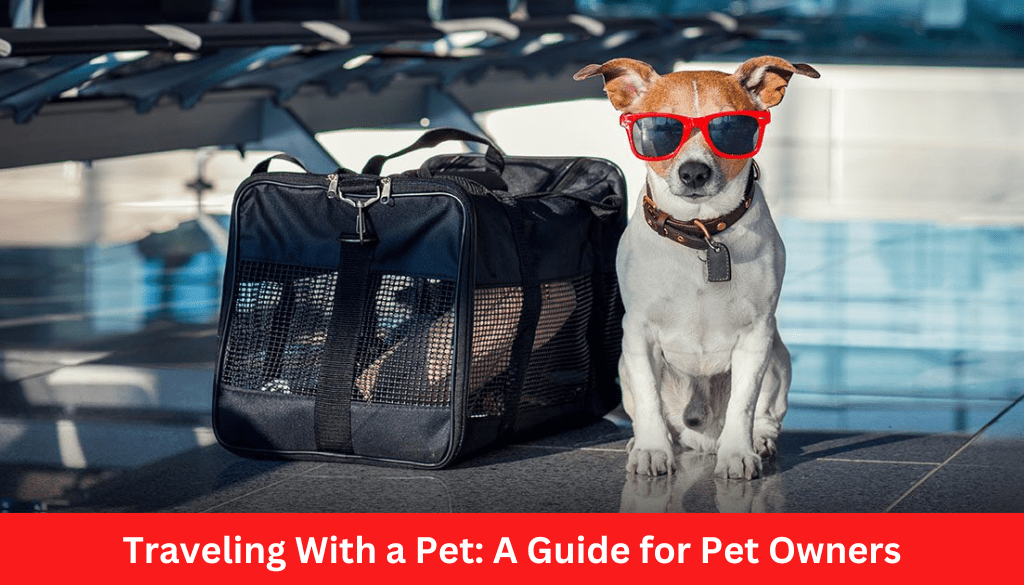 Traveling With a Pet: A Guide for Pet Owners