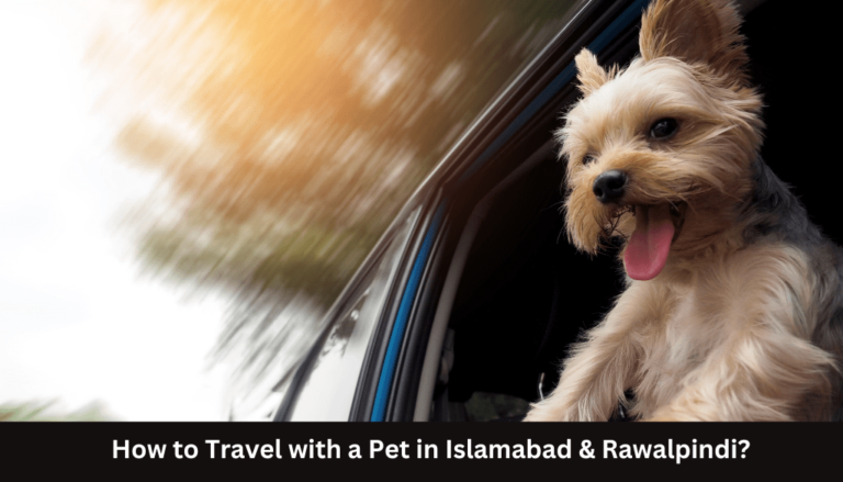 How to Travel with a Pet in Islamabad & Rawalpindi?