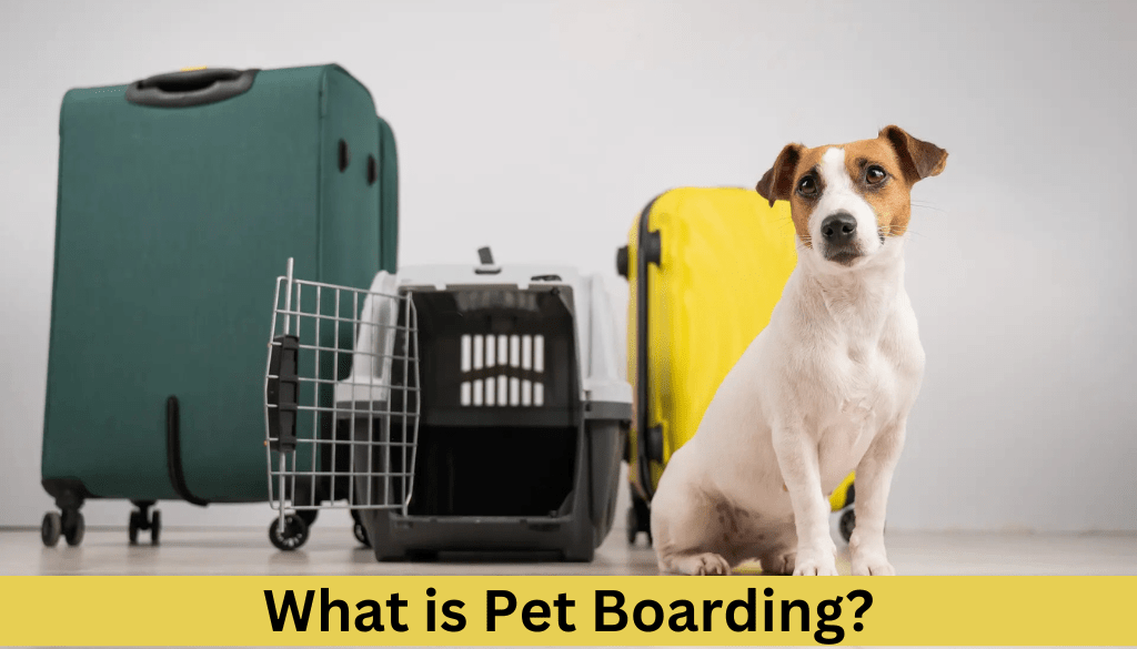 What Is Pet Boarding?