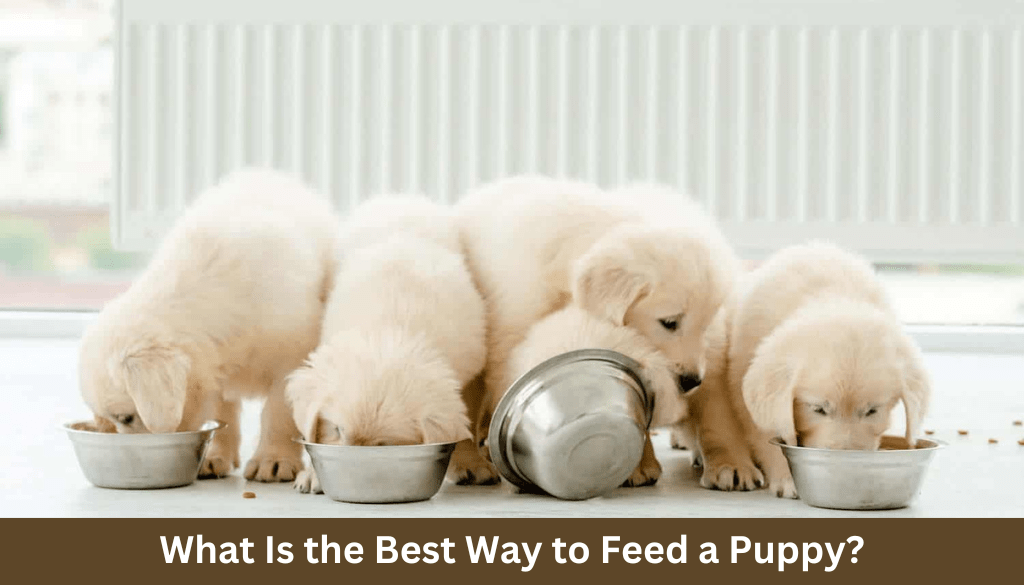 What Is the Best Way to Feed a Puppy?