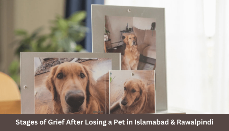 Stages of Grief After Losing a Pet in Islamabad & Rawalpindi